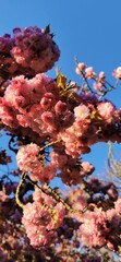 pink cherry blossom in spring