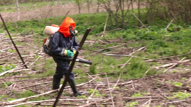 Mowing and Herbicide Treatment of Sosnovsky Hogweed. This aggressive species is known for its phototoxic sap and rapid spread. Spraying of hogweed with herbicides. Destruction of hogweed
