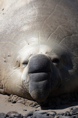 Obraz premium Sammy the Southern Elephant Seal on the beach in Portland