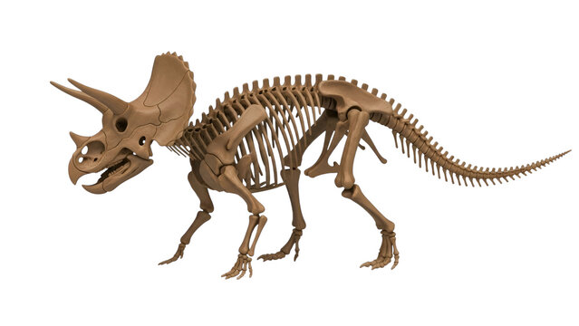 Triceratops skeleton fossil dinosaur extinct prehistoric paleontology science museum exhibit ancient era on transparent background - Powered by Adobe