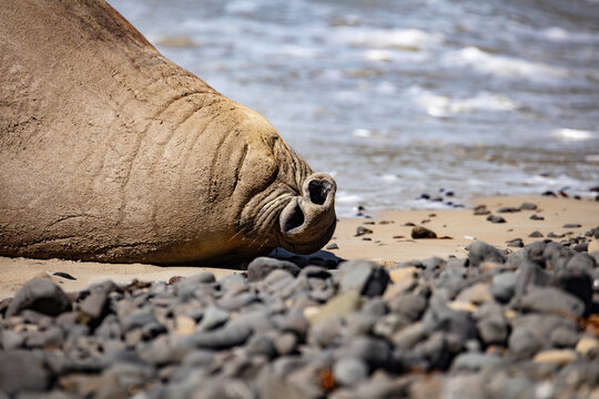 Sammy the Southern Elephant Seal on the beach in  Portland