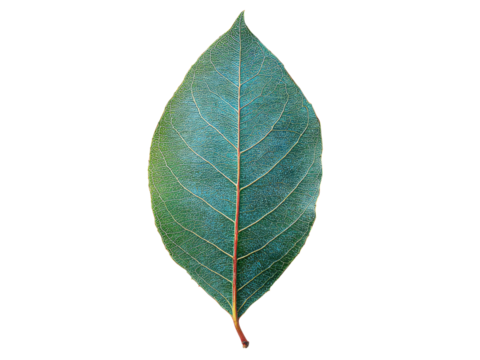 Single teal leaf isolated on black background botanical nature, Isolated On White Background, Png Transparent