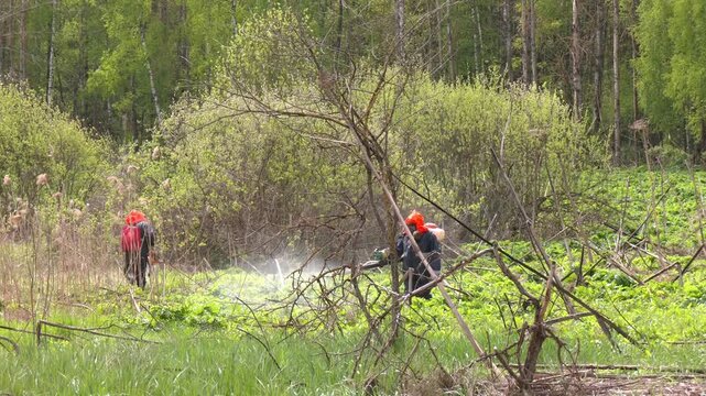 Mowing and Herbicide Treatment of Sosnovsky Hogweed. This aggressive species is known for its phototoxic sap and rapid spread. Spraying of hogweed with herbicides. Destruction of hogweed
