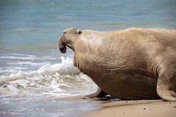Sammy the Southern Elephant Seal on the beach in  Portland