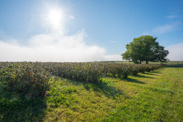 Beerenfeld mit Baum und strahlender Sonne