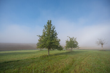 Obraz premium Birnbaum auf Streuobstwiese im Frühnebel