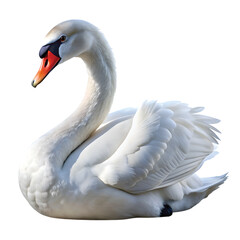Fototapeta premium Swan: An elegant white swan with long neck, sharp PNG with soft detail.