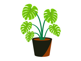 hand drawn Vibrant monstera plant in a pot isolated on transparent
