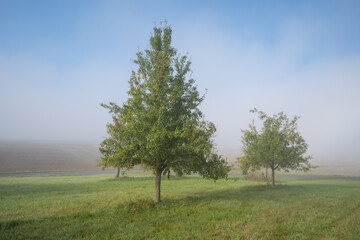 Birnbaum auf Streuobstwiese im Frühnebel