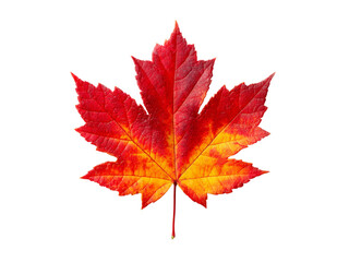 Fototapeta premium Vibrant red and orange autumn maple leaf isolated on black, Isolated On White Background, Png Transparent