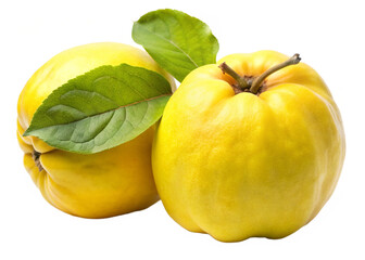 Chinese Quince isolated on white background