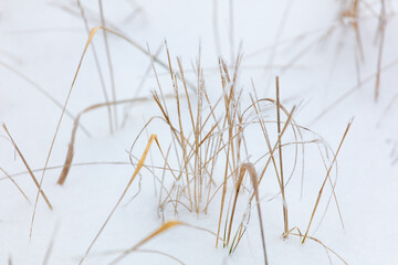 A bunch of dry grass is on top of the snow