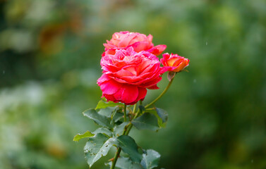 A red rose with a green stem