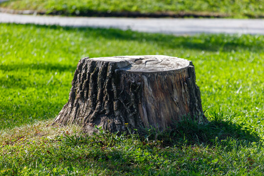 A large tree stump is sitting in a grassy field