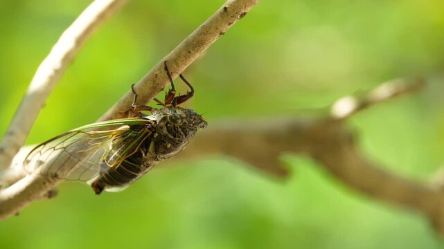 The sound of Black cicada (Cryptotympana facialis) singing [sound on]