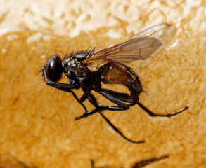 Flies stuck to sticky tape. Macro