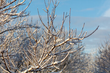 A tree branch covered in snow