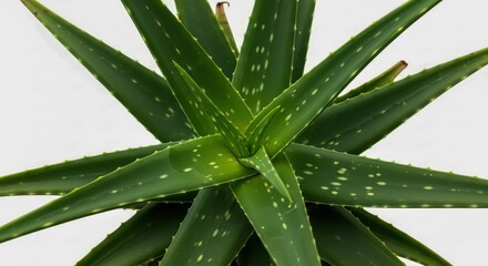 Fototapeta premium Close up vibrant green aloe vera plant with white spots