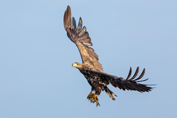 White tailed eagle flying with fish catch over Szczecin Lagoon in Poland.