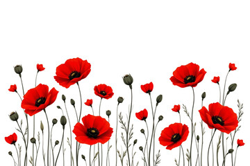 Vibrant Red Poppies Black Background
