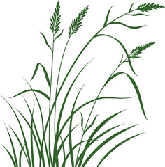 Green grass plant illustration isolated on white background. Detailed botanical foliage vector perfect for eco, garden, nature, and decorative artwork. Elegant natural greenery design.