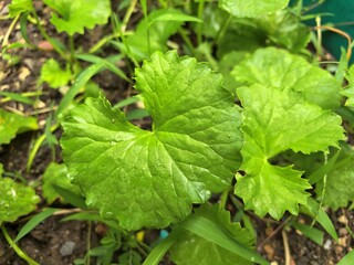 Close-up of vibrant green Gotu Kola leaves in a garden setting.