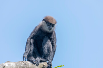 
This image shows a purple-faced langur perched high on a tree branch, its dark fur and distinct light face visible against a clear blue sky. The monkey is captured in a contemplative moment.