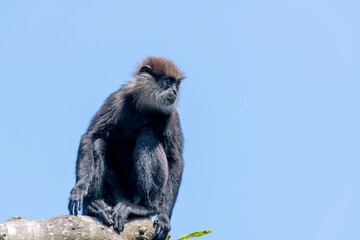 
This image shows a purple-faced langur perched high on a tree branch, its dark fur and distinct...
