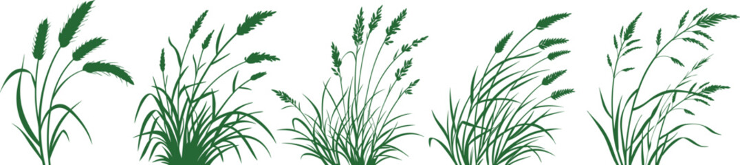 Green grass plant silhouettes isolated on white background. Natural botanical vector illustration for decoration, design, or eco concepts. Fresh foliage meadow set artwork.