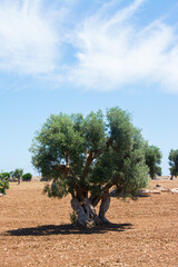 Tree trunk of old olive tree in Puglia, Italy
