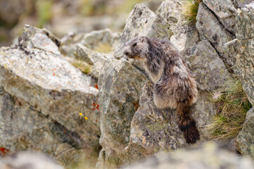 Alpine Marmot in the Swiss Alps – Wildlife in Natural Mountain Habitat