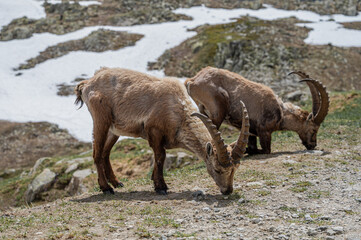 Alpine Ibex in the Swiss Alps – Majestic Wildlife on Rocky Mountain Slopes