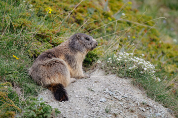Alpine Marmot in the Swiss Alps – Wildlife in Natural Mountain Habitat