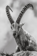 Alpine Ibex in the Swiss Alps – Majestic Wildlife on Rocky Mountain Slopes