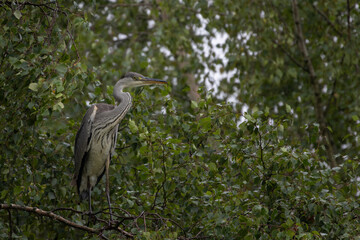 Grey herons standing on an branch - gray herons