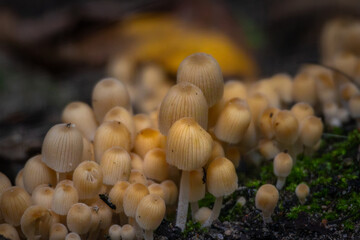 Coprinellus disseminatus mushrooms in the wild