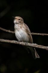 A small gray flycatcher from the flycatcher family is a small passerine bird.