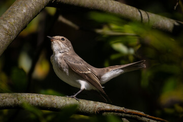A small gray flycatcher from the flycatcher family is a small passerine bird.