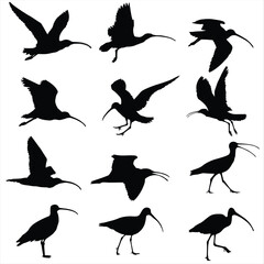 sea birds silhouette