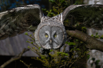 Great grey owl (Strix nebulosa). Close up of face in flight.