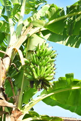 banana tree with banana