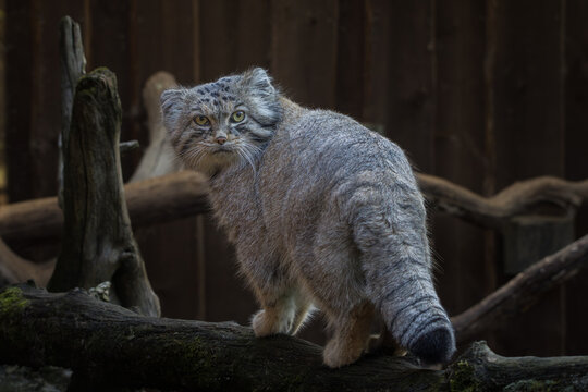 Manul is living in the grasslands and montane steppes of Central Asia.