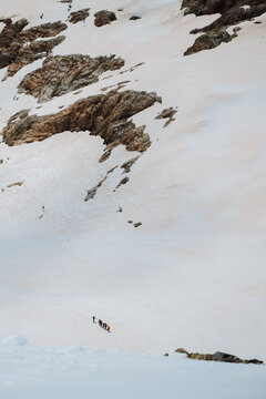 Mountaineers climbing the Glacier Blanc