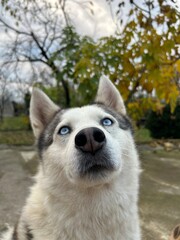 siberian husky puppy