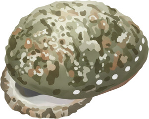 Beautiful Set of Colorful Hand-Drawn Abalone Sketch Art