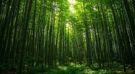 Obraz premium Lush Green Bamboo Forest Canopy Sunlight.