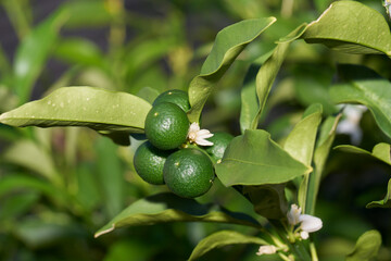 金柑の緑の実と白い花