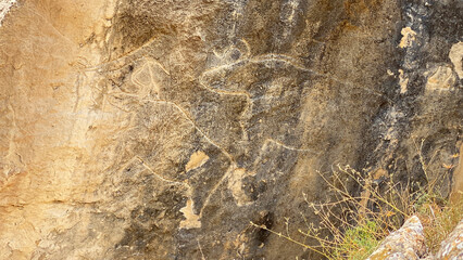 Rock paintings of wild bulls. Petroglyphs of Gobustan, carved by primitive people on cave walls, rocks and stone blocks. An open-air museum