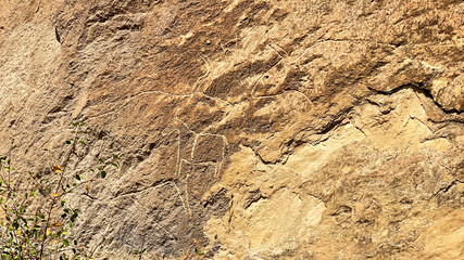 Amazing petroglyphs in the open-air museum in Gobustan, Azerbaijan. A stone wall with rock carvings of bulls and other animals
