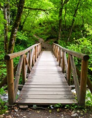 Obraz premium Wooden bridge in a lush forest